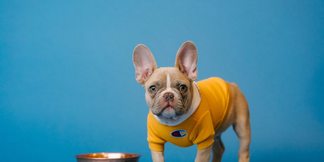 dansk hundemad fra Henne Pet Food. Fransk bulldog med madskål